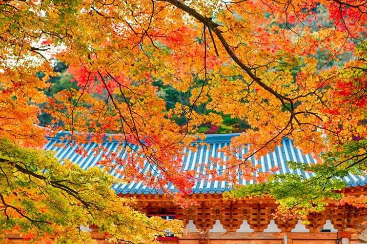 【南韓】首爾全州.首爾銀杏+紅葉 5 天 (KOS5)