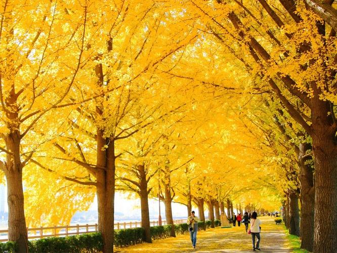 【南韓】首爾全州.首爾銀杏+紅葉 5 天 (KOS5)