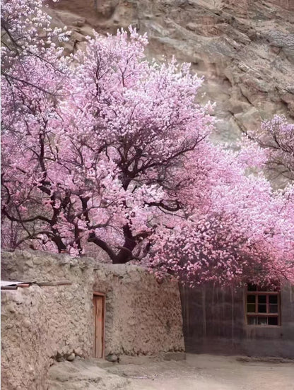 【春日限定 ‧ 新疆花季】庫車、塔縣、庫爾勒、喀什、阿克蘇 11 天 (SLS11)