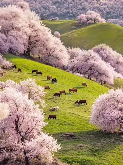 【春日限定 ‧ 新疆花季】庫車、塔縣、庫爾勒、喀什、阿克蘇 11 天 (SLS11)