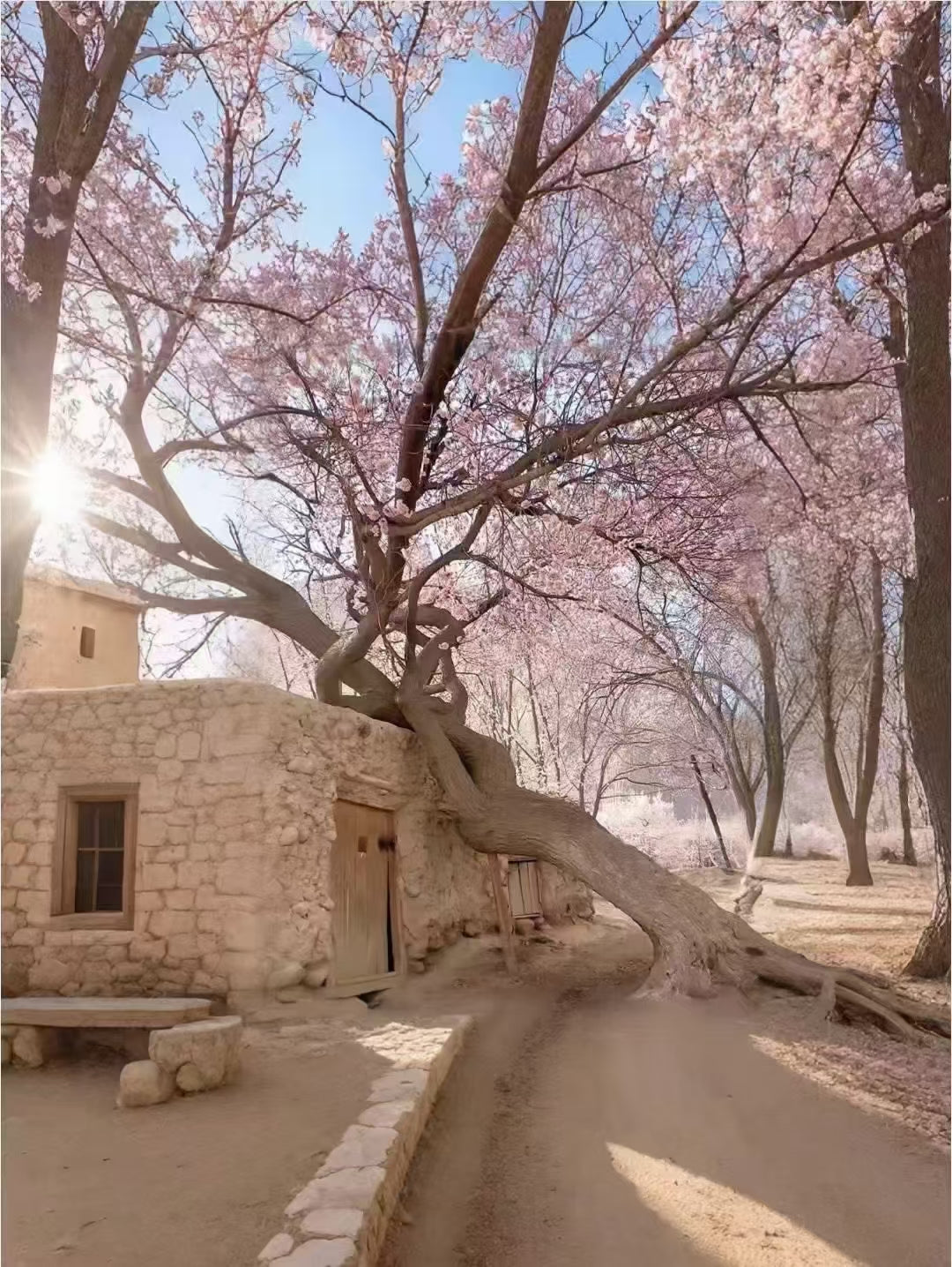 【春日限定 ‧ 新疆花季】庫車、塔縣、庫爾勒、喀什、阿克蘇 11 天 (SLS11)