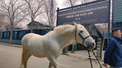 【春日限定 ‧ 新疆花季】庫車、塔縣、庫爾勒、喀什、阿克蘇 11 天 (SLS11)