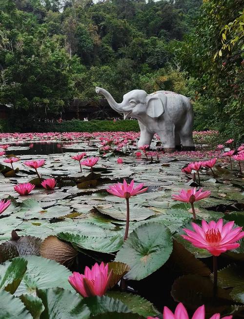 【雲南】西雙版納、昆明、野象谷、熱帶植物園 6 天 (YUB6)